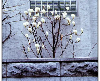 Magnolia
