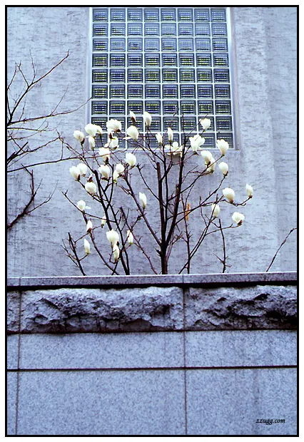 Magnolia
